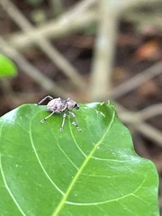 Metapocyrtus adspersus