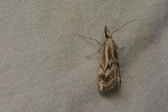 Catoptria oregonicus