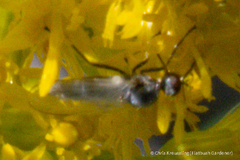Empididae