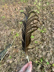 Cathartes aura
