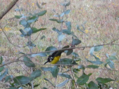 Pheucticus aureoventris