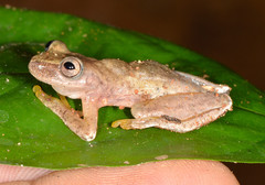 Exerodonta smaragdina