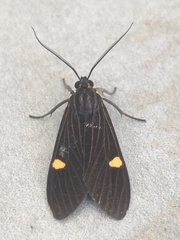Aclytia