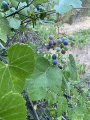 Vitis californica