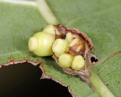 Kokkocynips decidua