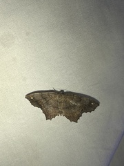 Hypagyrtis