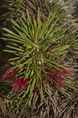 Melaleuca peucophylla