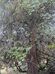 Vitis californica