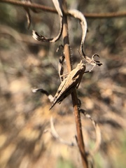 Lactista gibbosus