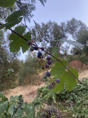 Vitis californica