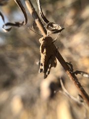 Lactista gibbosus
