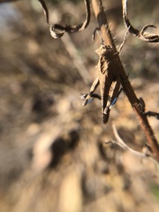 Lactista gibbosus