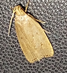 Autosticha kyotensis