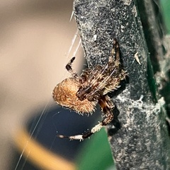 Araneidae