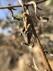 Lactista gibbosus