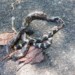 Bungarus multicinctus