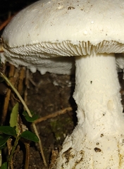 Amanita abrupta