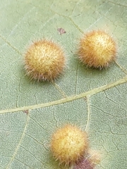 Caryomyia