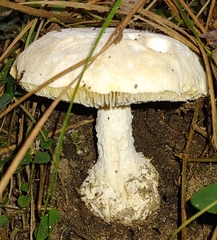 Amanita abrupta