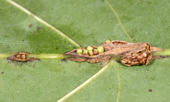 Kokkocynips decidua