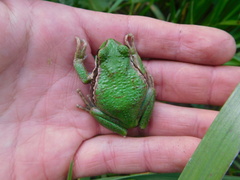 Gastrotheca riobambae