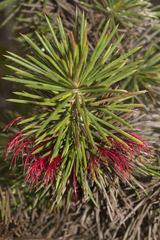 Melaleuca peucophylla