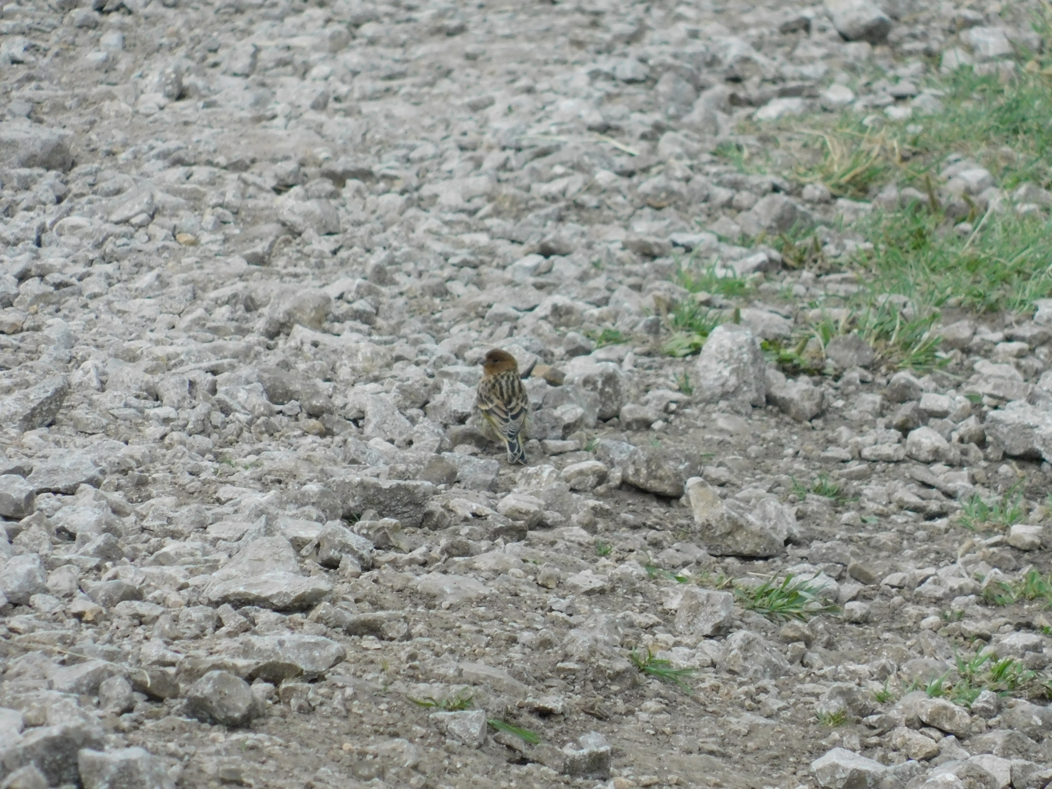 Red-fronted Serin (Serinus pusillus)