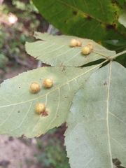 Caryomyia