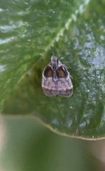 Bothriocera