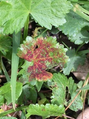 Synchytrium australe