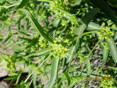 Vincetoxicum dionysiense