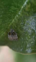 Bothriocera