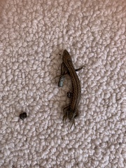 Oligosoma polychroma