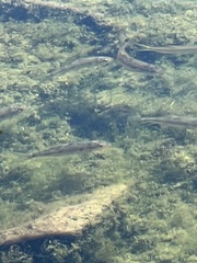 Catostomus occidentalis