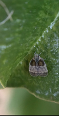 Bothriocera