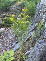 Solidago speciosa