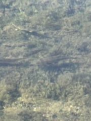 Catostomus occidentalis