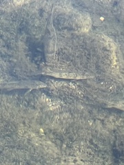 Catostomus occidentalis