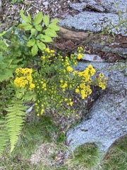 Solidago speciosa