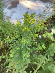 Solidago speciosa