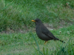 Turdus