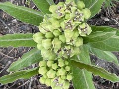 Asclepiadoideae