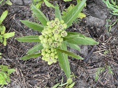 Asclepiadoideae