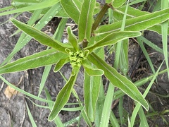 Asclepiadoideae