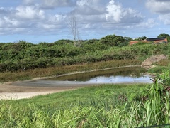 Himantopus mexicanus knudseni