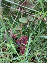 Rubus urticifolius image