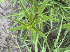 Asclepiadoideae