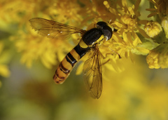 Sphaerophoria philanthus