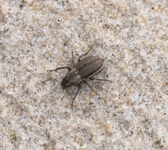 Naupactus peregrinus