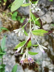 Strobocalyx